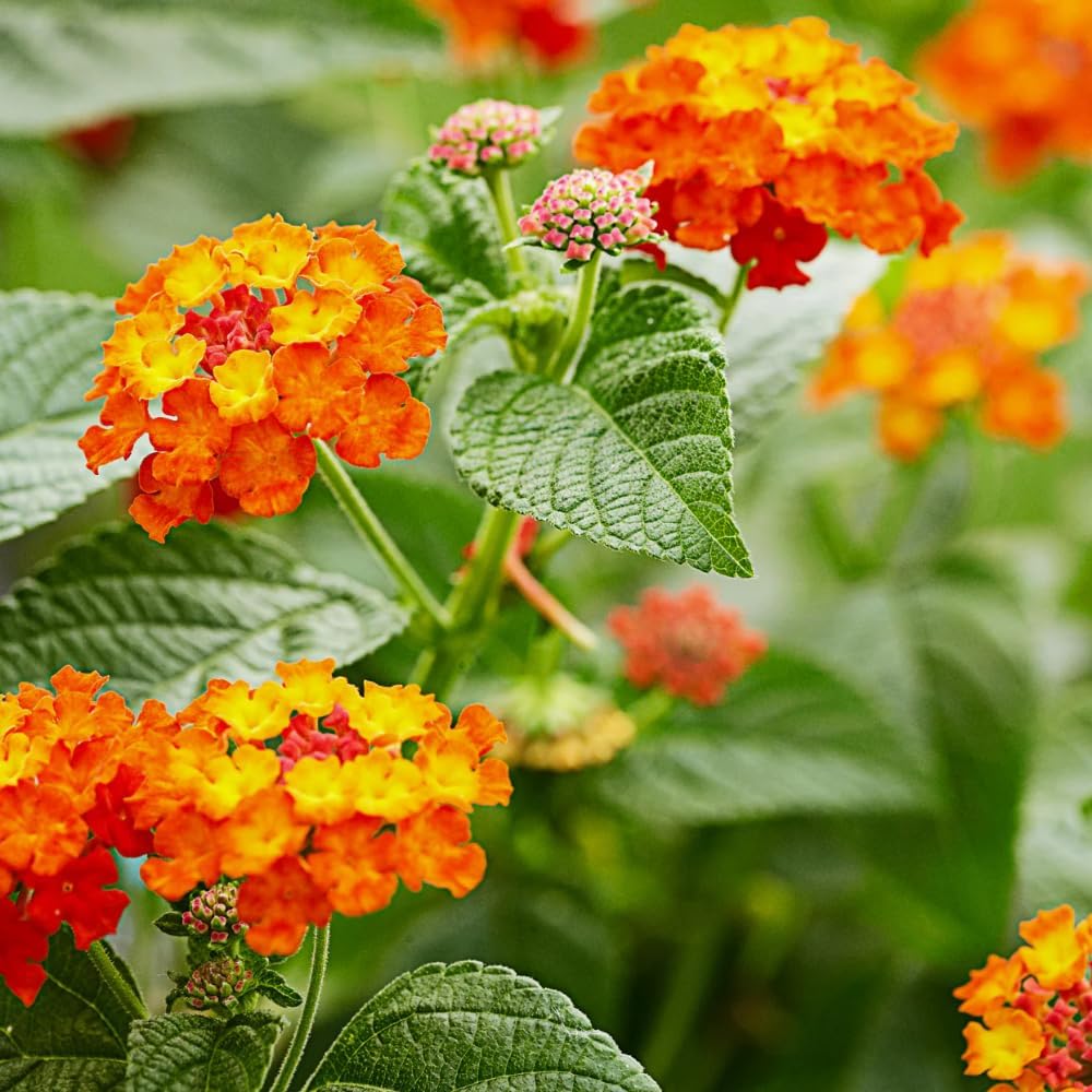 Set 3 Lantana Plants Live for Planting, 6-9 Inch Height, Ornamental Lantana Live Plants Ready to Grow (Orange Lantana)