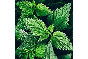 Organic Stinging Nettle Seeds (Urtica dioica)