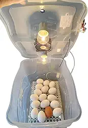 Chocadeira Com Controle De Temperatura Automático Capacidade 30 Ovos De Galinha Ou 90 De Codorna