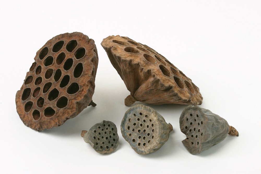Smithers Oasis Brown Bag Of 35 Dried Lotus Heads Various Sizes Christmas Floristry Product