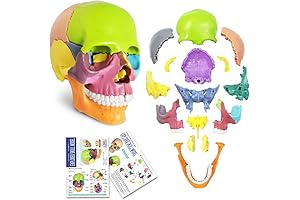 2024 New Anatomy Skull Model 15 Part