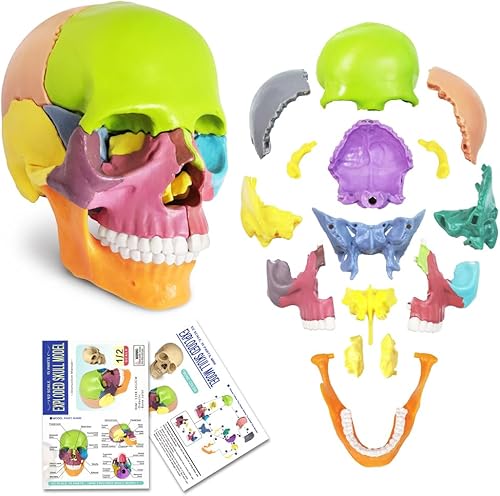 Miniatura 6 de Nuevo modelo de cráneo de anatomía 15 piezas de anatomía humana cráneo despiezado cráneo desmontable tamaño de palma mini modelo de cráneo médico de