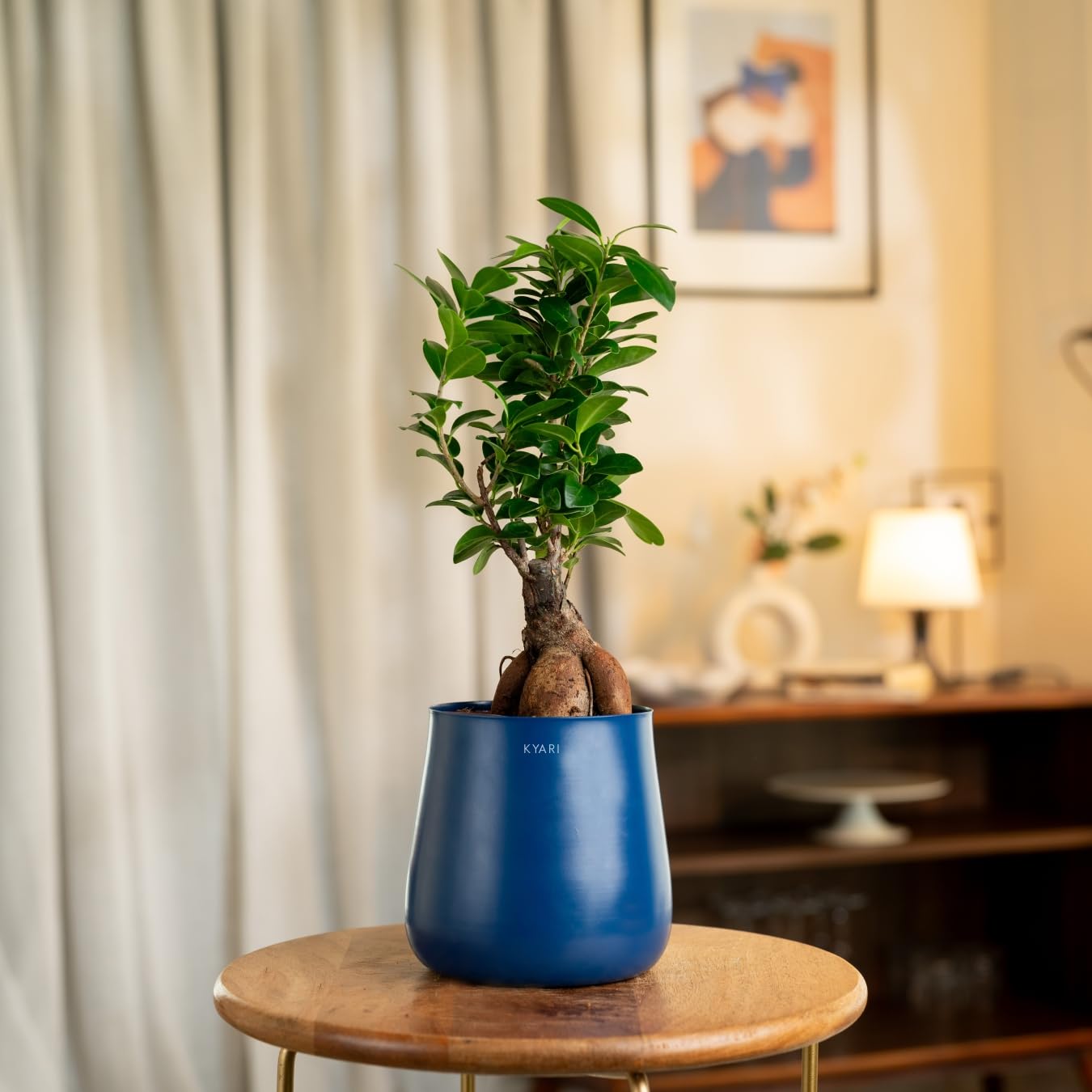 See full amazon price history chart for KYARI Microcarpa ficus (Bonsai) Indoor Plants for Living Room | Live Plants | Plants with Grey Self Watering Pot for Home | Air purifier plants | Plants for Home Decor | Plants for Garden & bedroom KYARI Microcarpa ficus (Bonsai) Indoor Plants for Living Room | Live Plants | Plants with Grey Self Watering Pot for Home | Air purifier plants | Plants for Home Decor | Plants for Garden & bedroom (B0CJFM5D1Q) Amazon Price History, Amazon Price Tracker