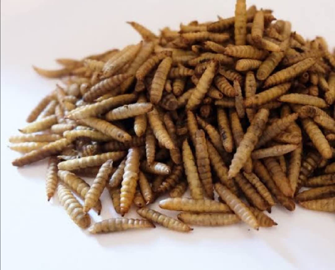 Buy Milli Whole Dried Black Soldier Fly Larvae Treat Food for Adult