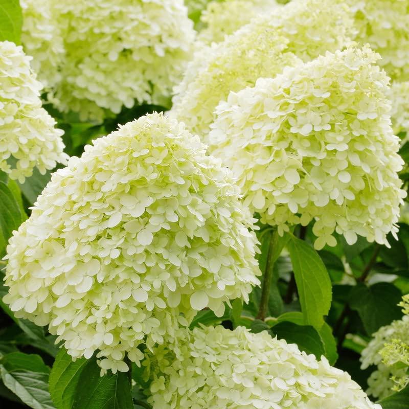 Live Hydrangea Plant, Hydrangea White Green- 4" Pot