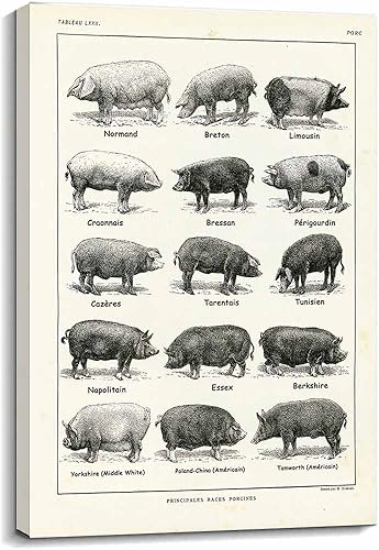 Lienzo enmarcado para pared, diseño de búho, pósteres de animales, pinturas de pájaros, búho, póster de conocimiento, decoración de pared educativa,