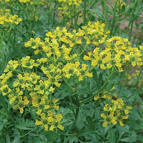 20 Seeds of Herb Rue Ruta Graveolens
