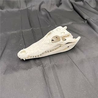 CLLOEAT Taxidermy Real Alligator Skull Animals Skulls, Real Bones Specimen, Taxidermy Supplies for Science Education, Special Gift, DIY Home&Office Decor (8-10 inches)