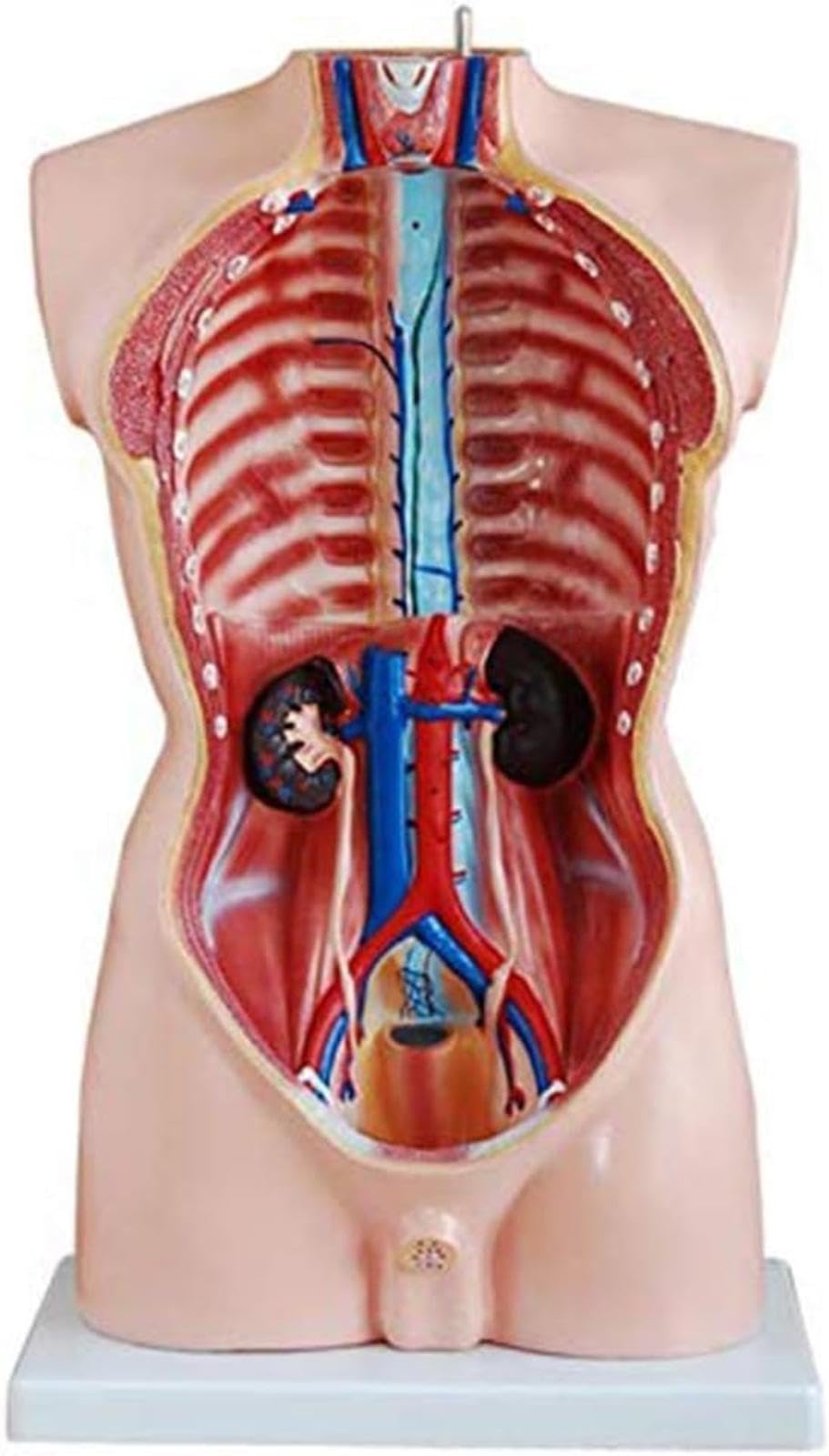 85 cm męski model anatomiczny tułowia składający się z 19 części, model anatomii człowieka, model tułowia człowieka, struktura anatomiczna głowy, szyi i narządów wewnętrznych ludzkiego szkieletu.