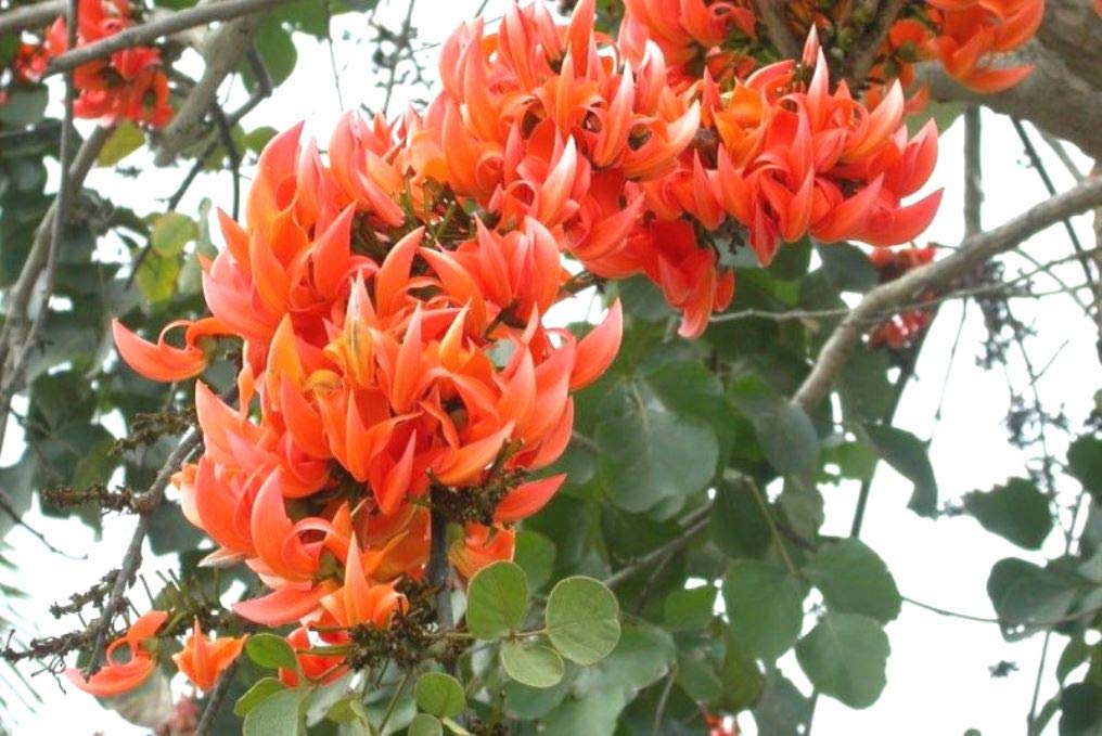 Plantzoin Flame of the forest Palash Butea monosperma Palas Live Plant (B08W4KMV1G) Amazon Price History, Amazon Price Tracker