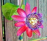 Seeds is the set Seeds Bonsai 50pcs Super Rare Seeds Steflora Plan in Rare Flower Vase Passiflora Ornamental Plants for the Garden House 3