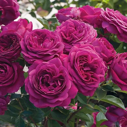 Heirloom Roses Floribunda Rose Plant - Celestial Night Arbusto de rosa púrpura, planta de rosas vivas para plantar al aire libre