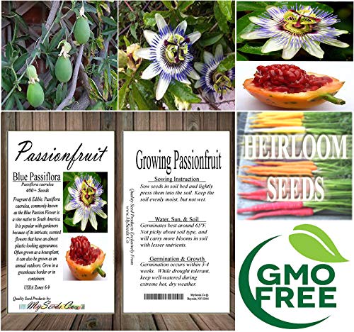 Big Pack - Passionfruit or Passion Fruit, Blue Passiflora caerulea Seeds - Non-GMO Seeds (Passionfruit (400 Seeds))