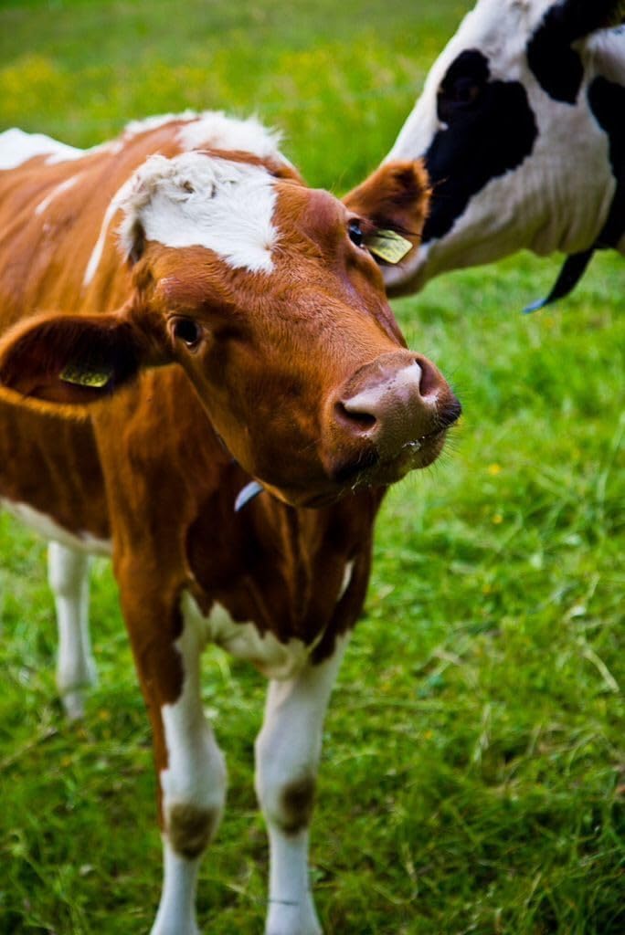 Kopfhörer-Marken, 100 Stück TPU-Krotal für Rinder, Ziegen, Rinder, Schafe, Schweine, Hunde und Hirsche, mit 1 Applikator 201-300/301-400 (Gelb, 201 300)