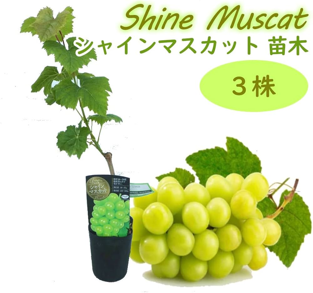 61iKCH85NRL._AC_UF1000,