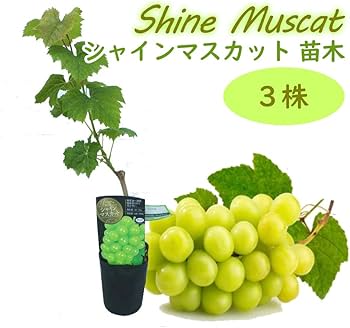 シャインマスカット苗木　3株　ぶどう苗木 ぶどう 苗木 【シャインマスカット ［登録品種］】 3年生 挿し木 約1.3