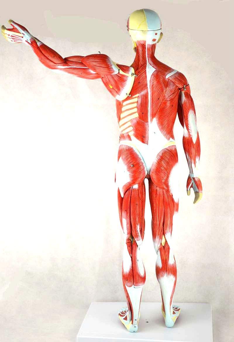 Basic Life Muscle Model Anatomy Model Human Muscle And Organ Model, 27-Part 1/2 Life Size ...