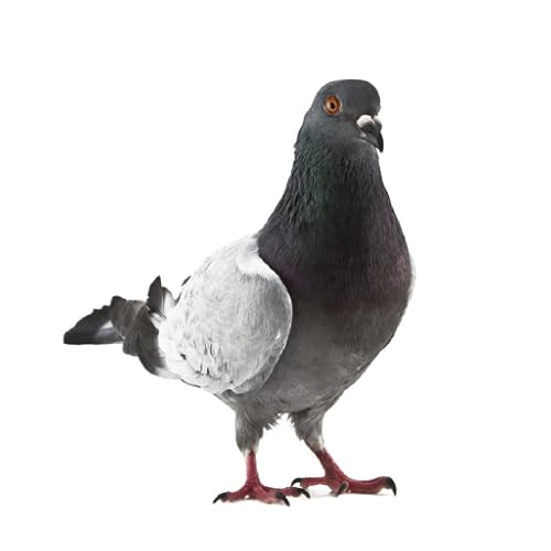 Pigeon Manager Nhacaiuytin