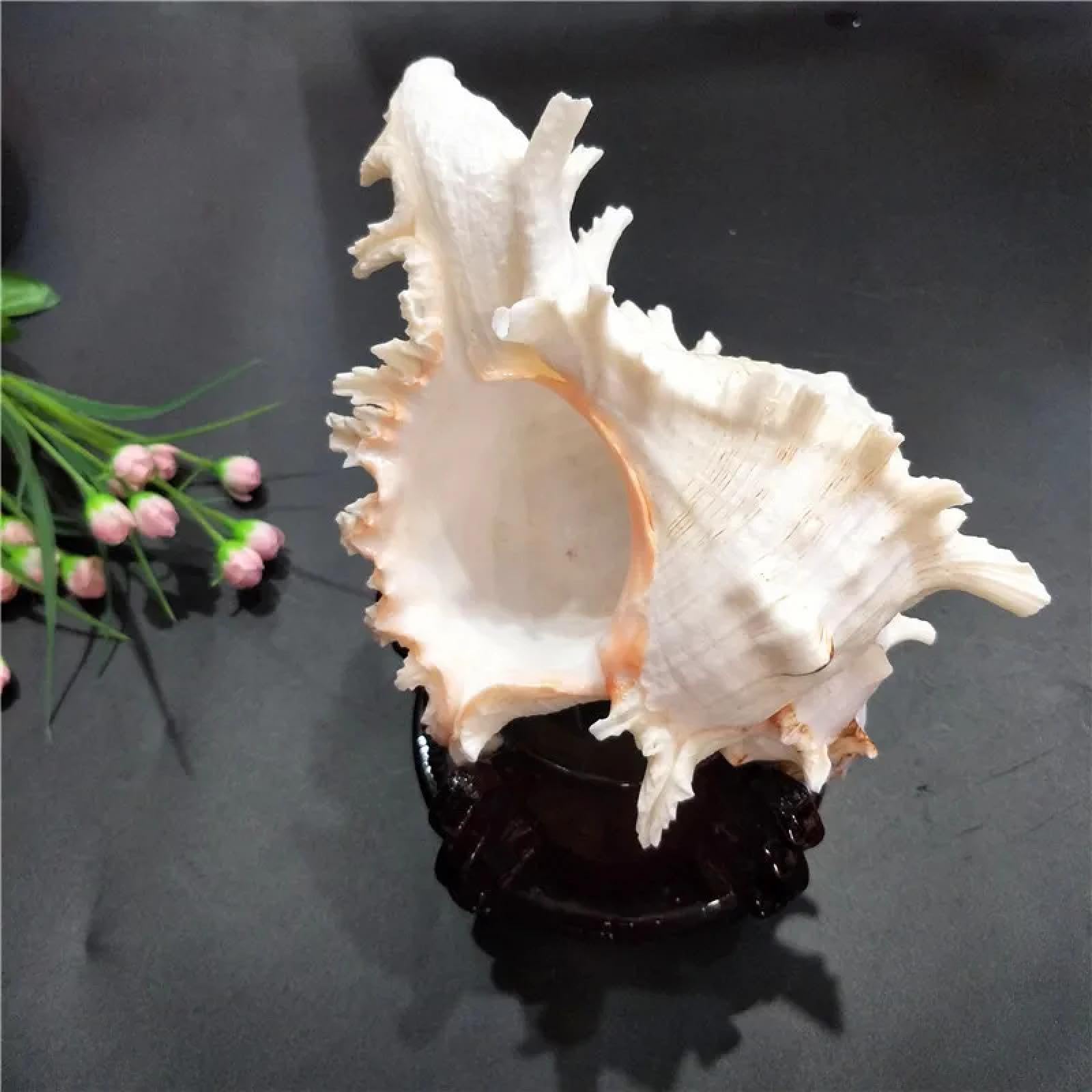 Conchiglie per decorazione, 1 pezzo naturale grande Kirin lumaca Murex Ramosus Shell collezione regalo africano turbante conchiglia corallo conchiglia decorazione per la casa 12 cm-14 cm