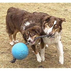   Jolly-Pets-Romp-n-Roll-Rope-and-Ball-Dog-Toy-8-InchesLarge-Blueberry-All-Breed-Sizes
