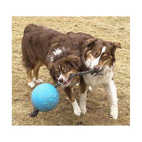   Jolly-Pets-Romp-n-Roll-Rope-and-Ball-Dog-Toy-8-InchesLarge-Blueberry-All-Breed-Sizes
