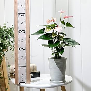 Amazon｜PLANCHU 観葉植物 アンスリウム ロイヤルピンクチャンピオン 4