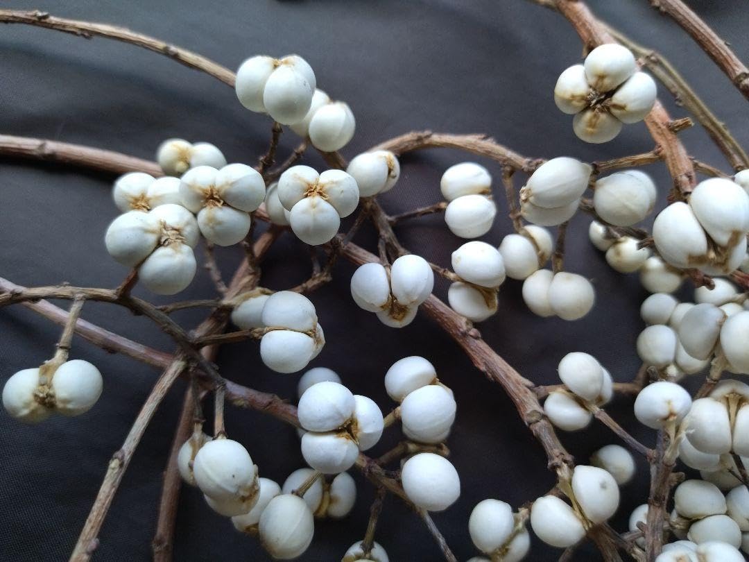 ナンキンハゼ。今年早採り。25本。ナンキンハゼの実。ドライフラワー。スワッグ。 107.早期予約。ナンキンハゼの実。ナンキンハゼ。ドライフラワー