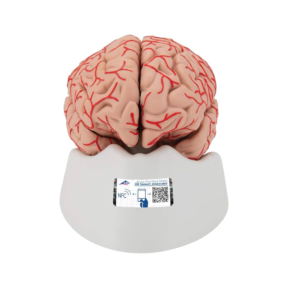 Amazon.co.jp: 3B社 脳模型 脳9分解モデル動脈付 (c20) : ホビー