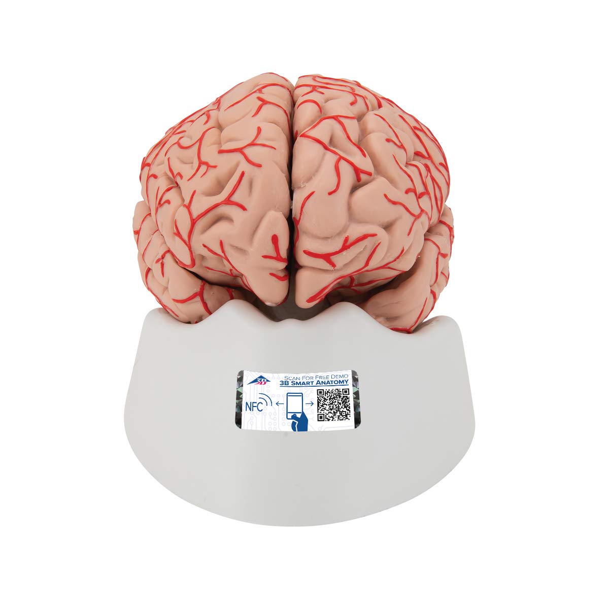3B Scientific Human Anatomy - Brain Model with Arteries, 9-part + free anatomy software - 3B Smart Anatomy