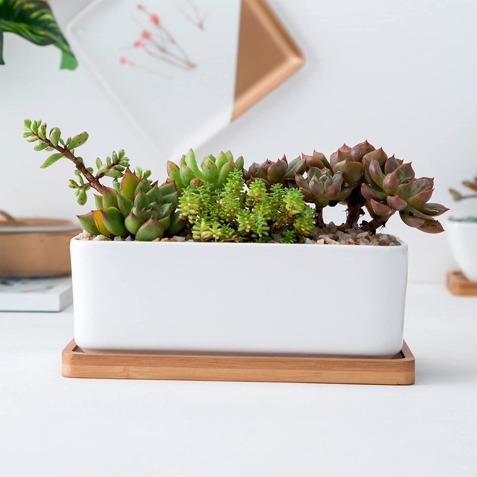 Set di 2 vasi per piante grasse in ceramica bianca per interni ed esterni, vasi per bonsai, vasi per fiori con foro di drenaggio e ciotola in bambù (senza pianta)