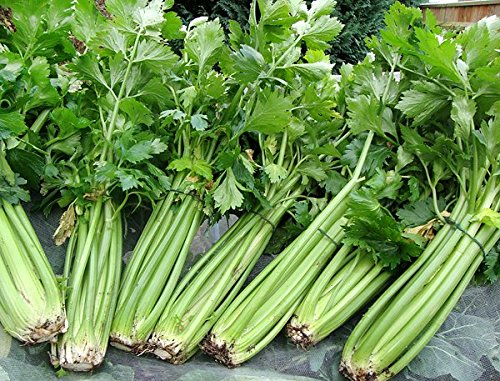 1000+ Kintsai Chinese Dark Green Celery Seeds Heirloom Non-Gmo Non-Bitter, Crisp, Juicy, Delicious And Flavorful, From Usa #TOP2