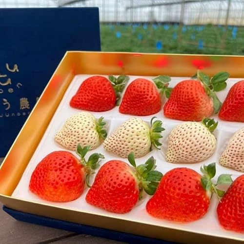 GF006[2026年12月〜4月発送]極上 紅白いちご 400g