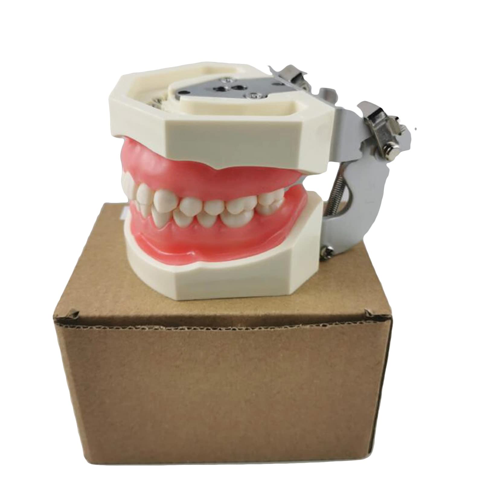 Implanty dentystyczne, model zębów z 28 wymiennymi zębami, dentysta, standardowe narzędzia do nauki zębów do nauczania zębów lub pielęgnacji jamy ustnej