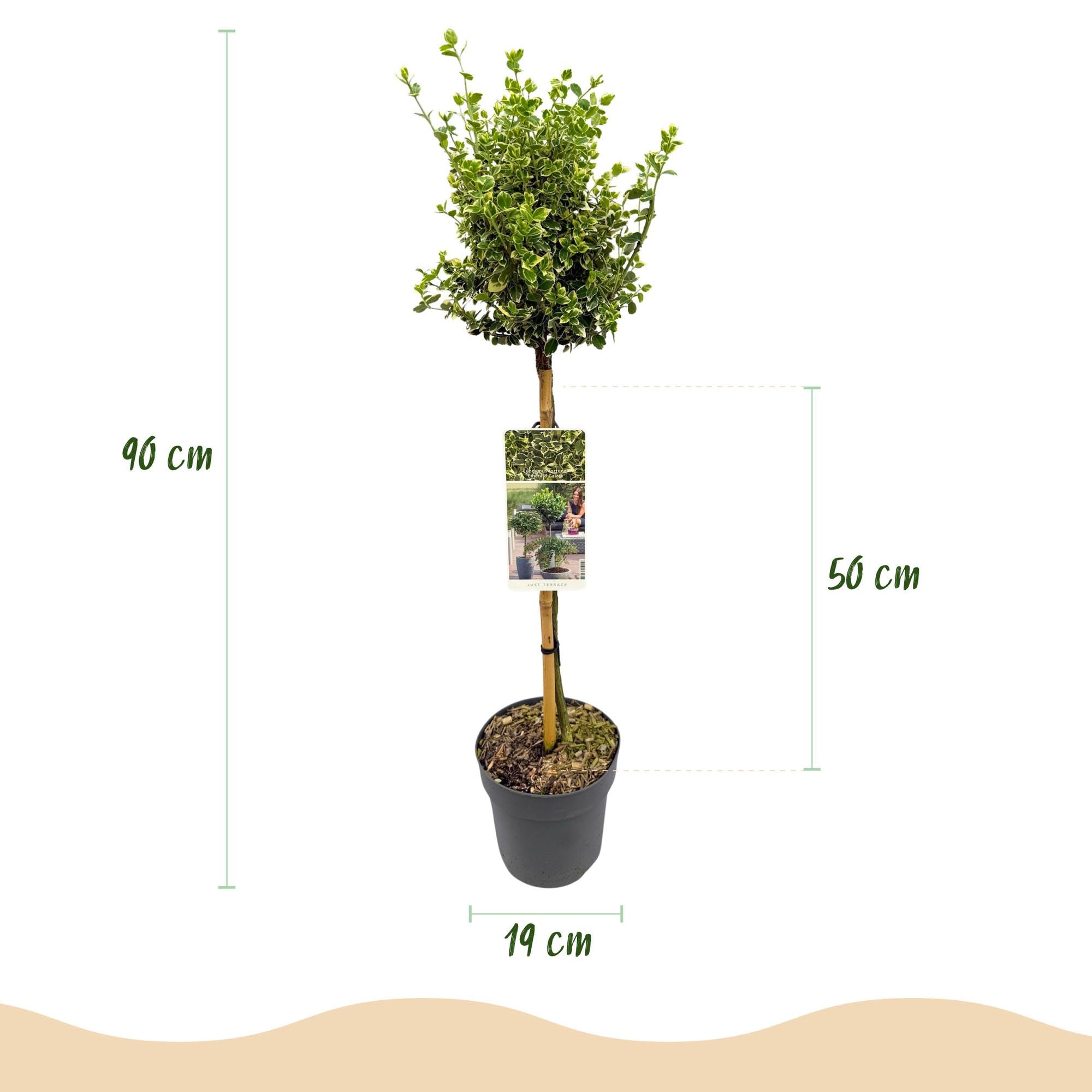 Pianta su Fusto Euonymus, per Terrazzo, Verde-Grigio, Vaso 19cm Alt 90cm
