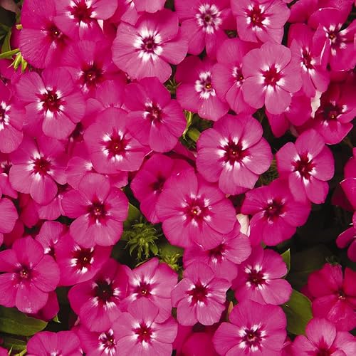 Outsidepride Anual Phlox 21st Century Patriot Mix - Cubierta de suelo, flores de jardín, plantas de cama y contenedores - 50 semillas