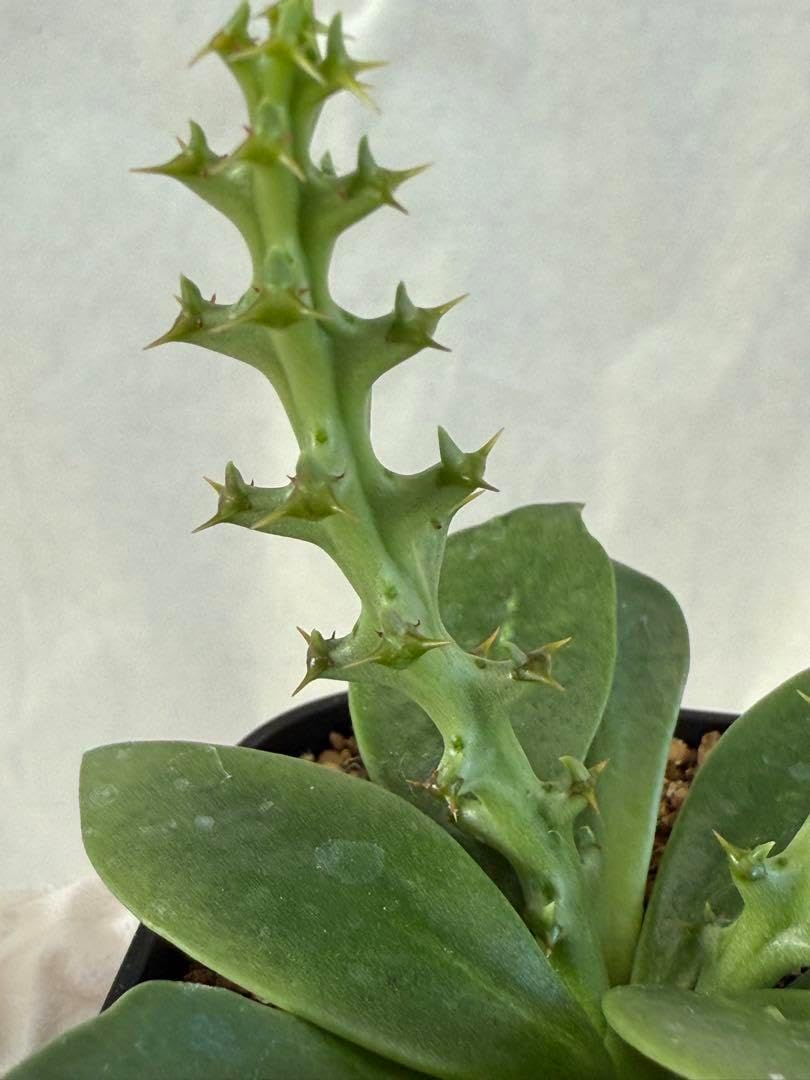 美樹形❗️ オペルクリカリア パキプス 2021根挿 ② 雄株 造り込み歴長