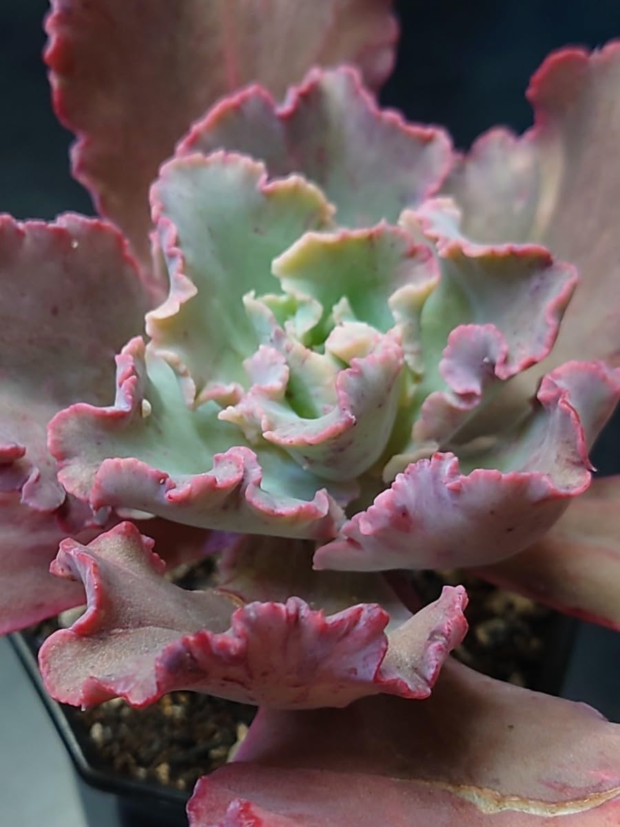 多肉植物 韓国苗 クレオパトラ 韓国苗 多肉植物 クレオパトラ 【公式通販】