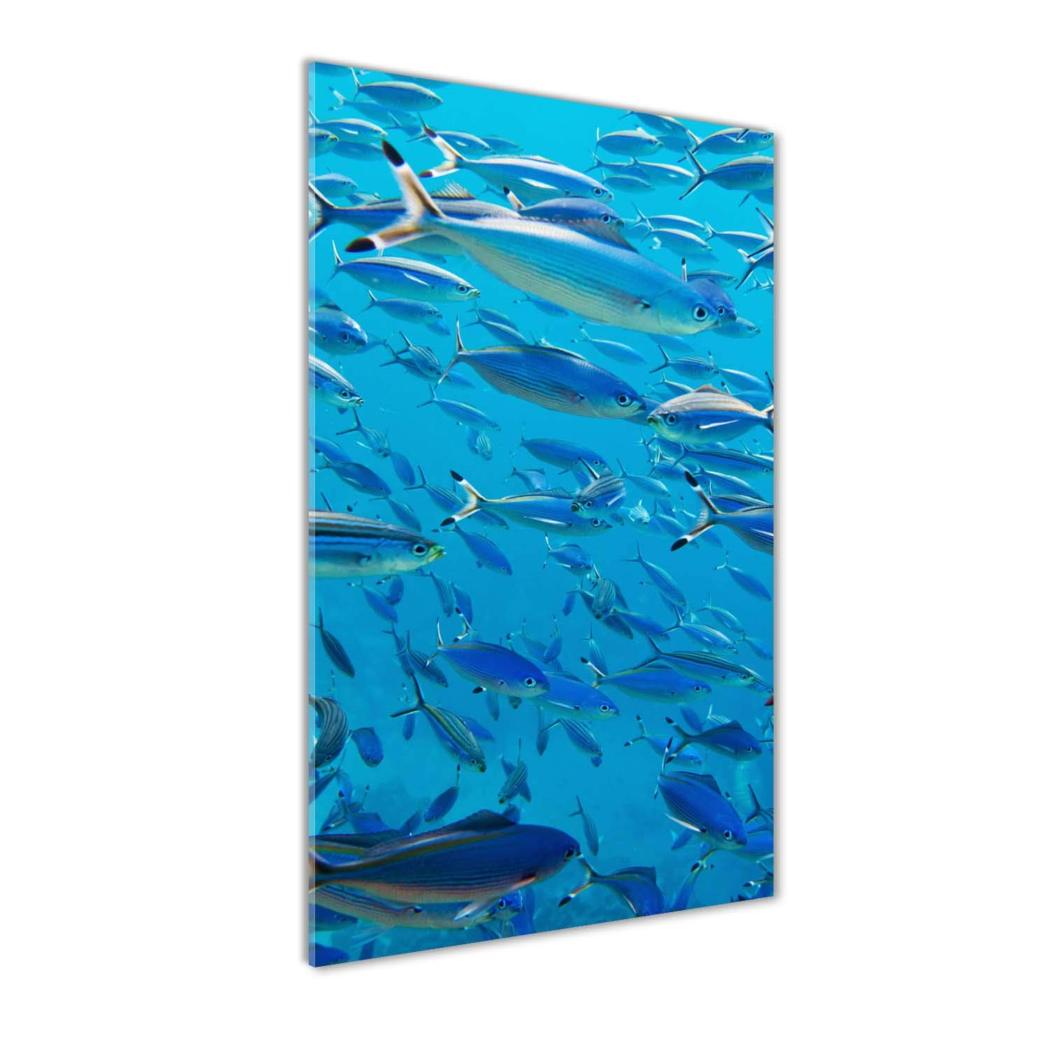 Tableaux pour la mur en verre acrylique Tulup 50x100 cm motif poisson bleu