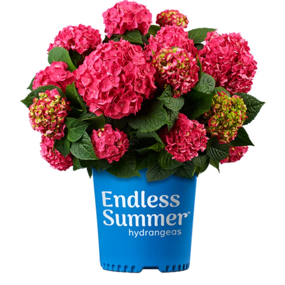 Summer Crush Bigleaf Hydrangea