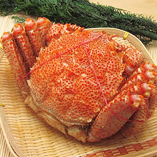 H̒BlXX kCY уKj ъI  PKj  Jj I Mtg Ⓚ (1×1kg)