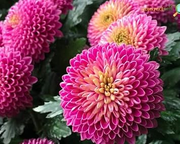 100PCS Mixed Color Snowball Mums Pompon Chrysanthemum Seeds Pompon Mum