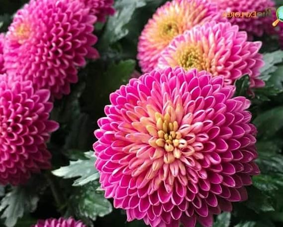 100PCS Mixed Color Snowball Mums Pompon Chrysanthemum Seeds Pompon Mum