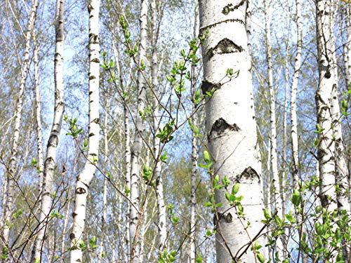 50+ White Paper Birch Tree Seeds (Betula Papyrifera) Fast Growing Showy - Seeds For Planting #TOP1