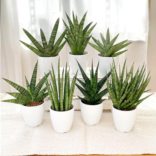 サンスベリア 観葉植物 室内」の人気商品一覧 | 安い商品を通販サイト