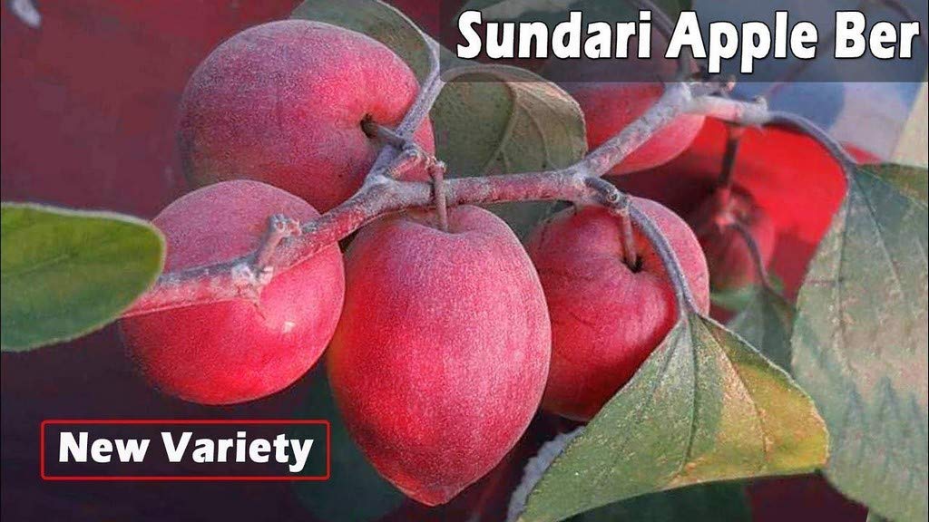 OhhSome Rare Live Apple kul ber hybrid fruit plant huge productivity 1 feet Height (B09N9DS31X) Amazon Price History, Amazon Price Tracker
