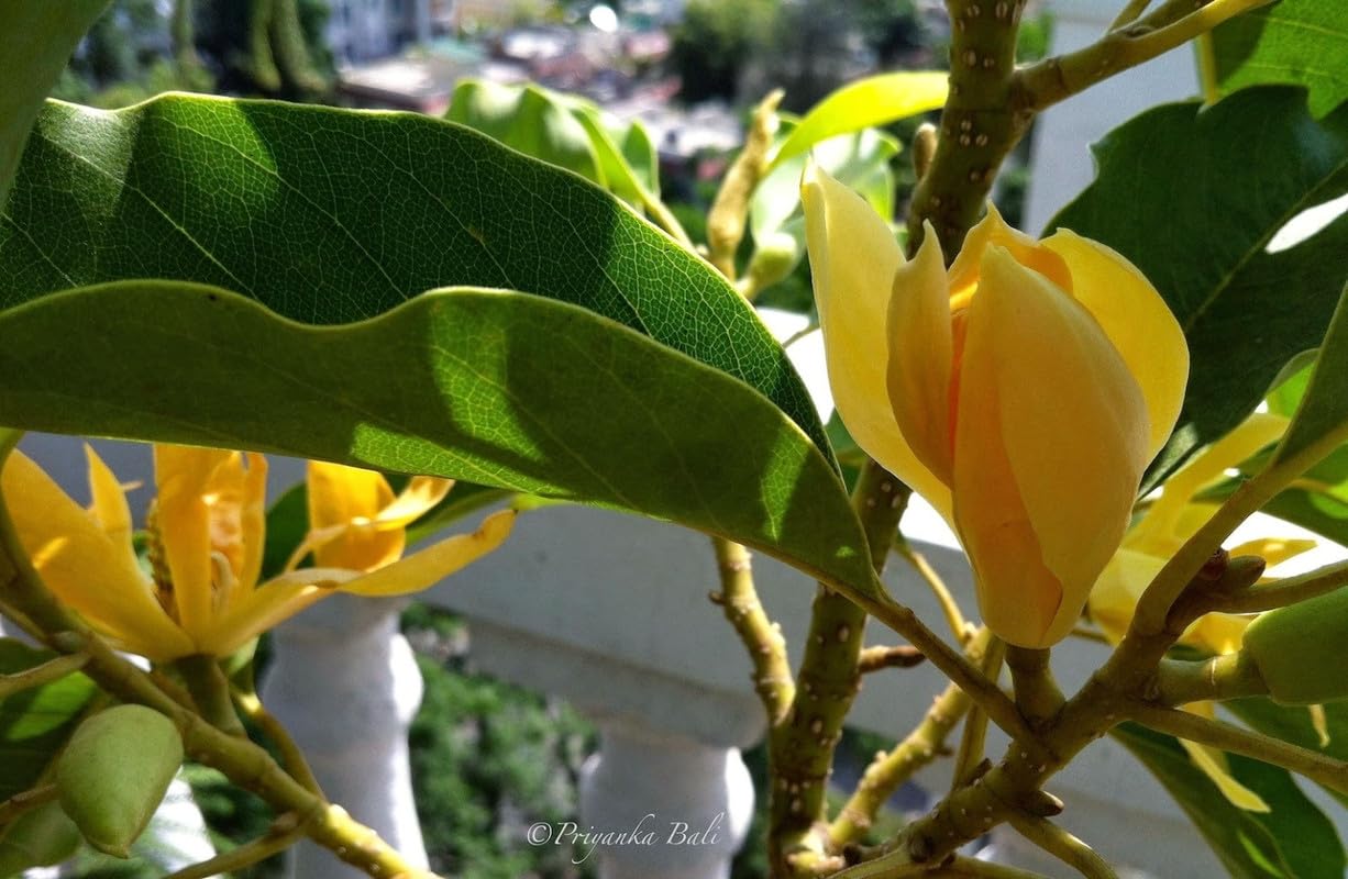 Golden Champa| Swarna Champa| Orange Swarna Champa|Sonchafa Flower |Michelia Hirwa Chafa| Magnolia Champaca|Champak Chafa Flower Plant Pack Of 1 Hybrid Healthy Live Plant (B0CN521Q5B) Amazon Price History, Amazon Price Tracker