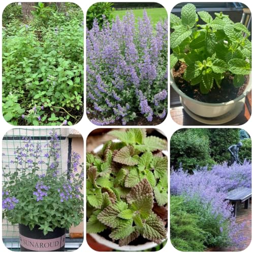 semillas de gatera, productos sostenibles menta jardín rocas resistentes raras balcón jardín variedades antiguas 500pcs