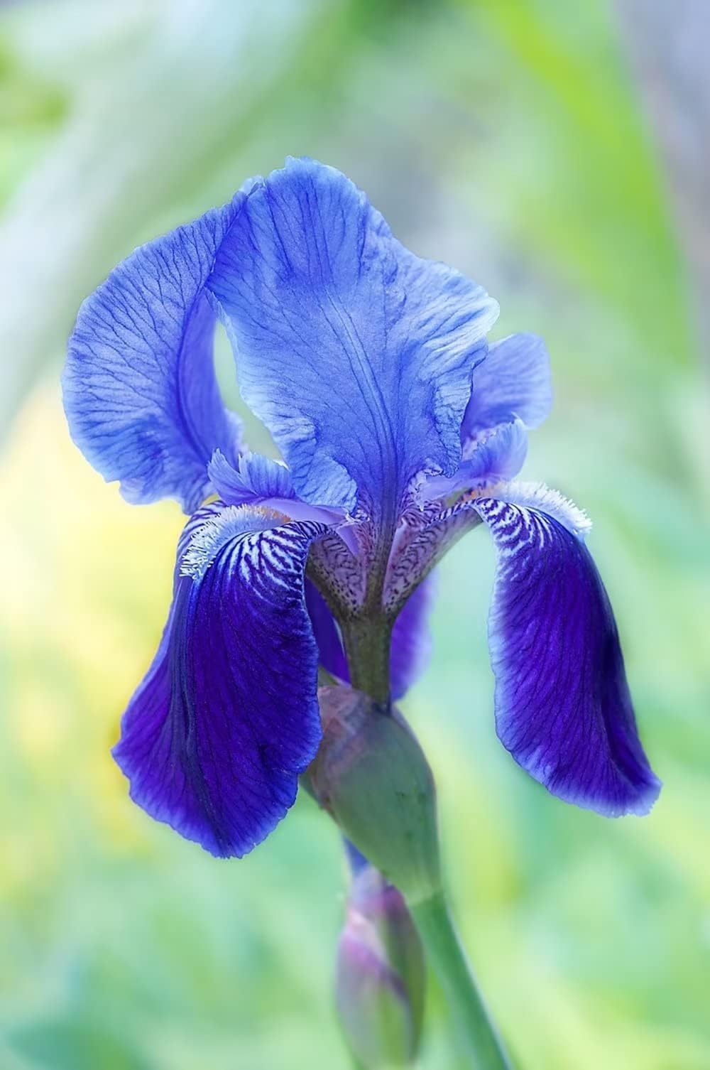 Blue Reblooming Bearded Iris Bulb, Root, Plant. Flowering