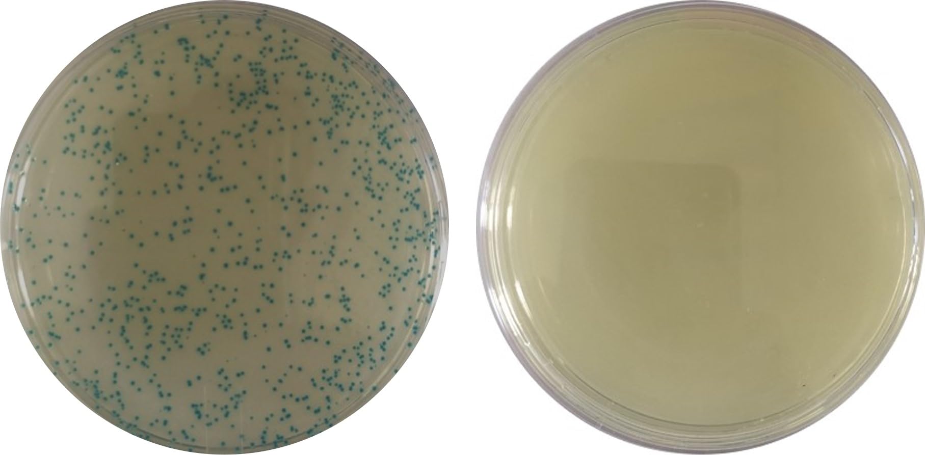 Bacterial Transformation Teaching Kit (10 Prep)