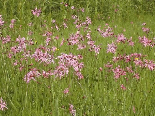 British Wild Flower - Ragged Robin - Silene flos-cuculi - (Lychnis flos-cuculi) - 2500 Seed